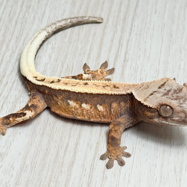 100%헷아잔틱 세이블