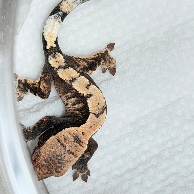 100%헷아잔틱 세이블