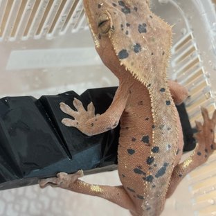 슈퍼달마시안
