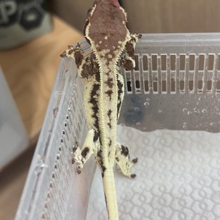 프라푸치노
