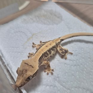 뿅뿅