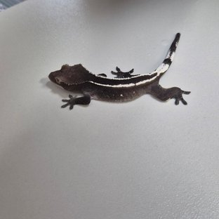 아잔