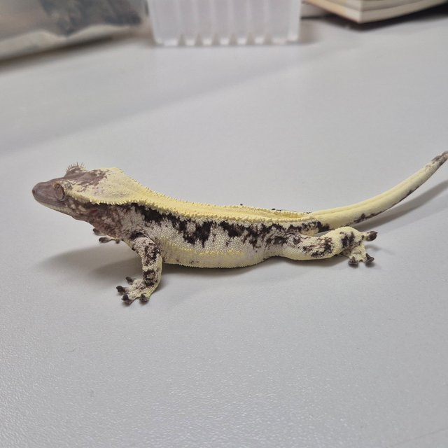 릴리 세이블 풀핀