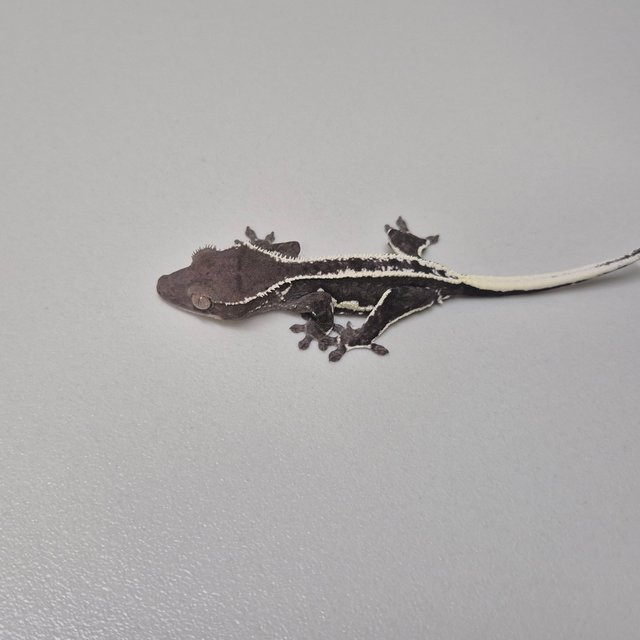 릴잔틱 풀핀 화이트핀