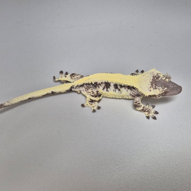 릴리 세이블 풀핀