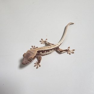 프라푸치노