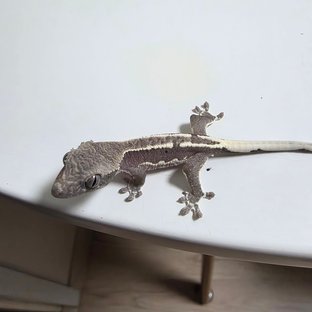 릴잔틱