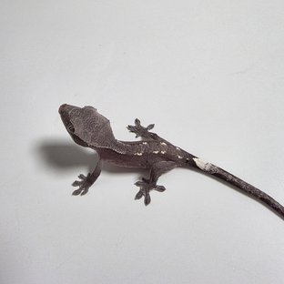 아잔틱