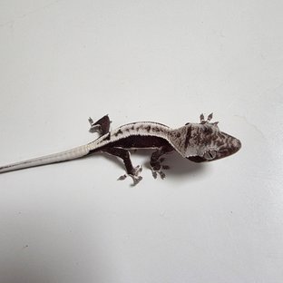 릴잔틱