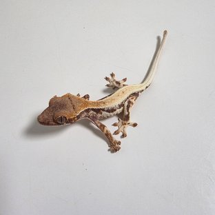 프라푸치노