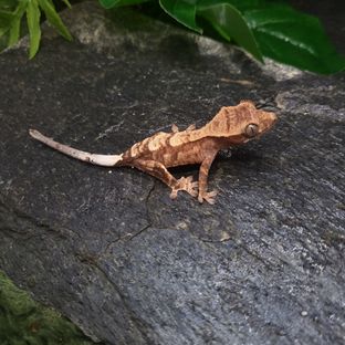 포도
