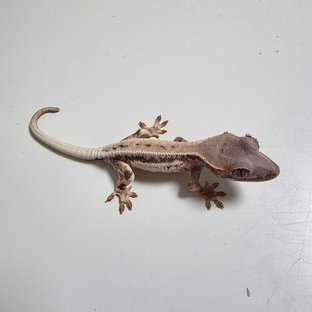 프라푸치노