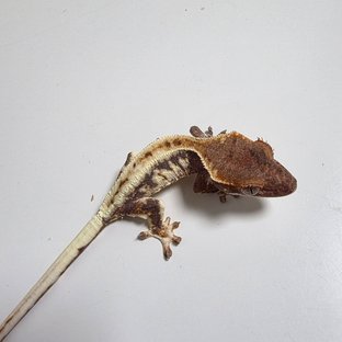 프라푸치노