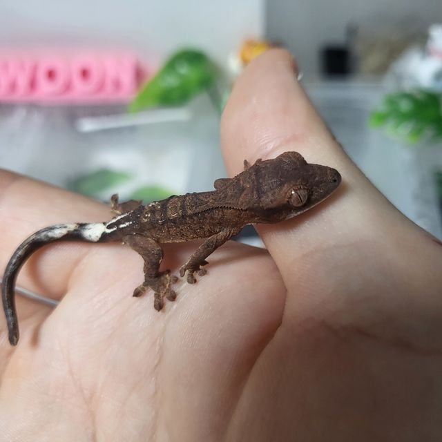카푸치노