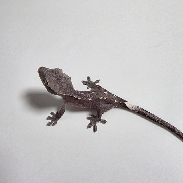 아잔틱