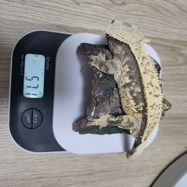 트라이 익스트림할리퀸