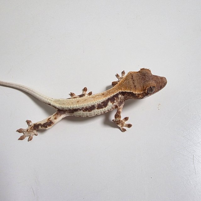 프라푸치노