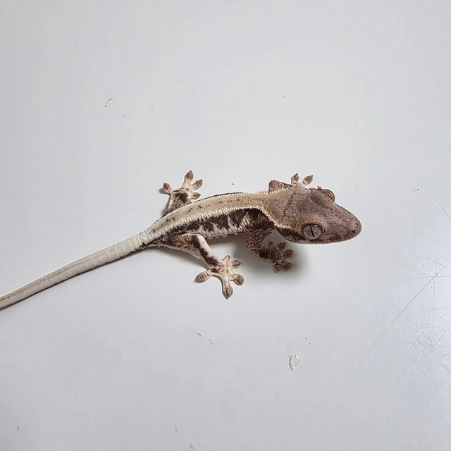 프라푸치노