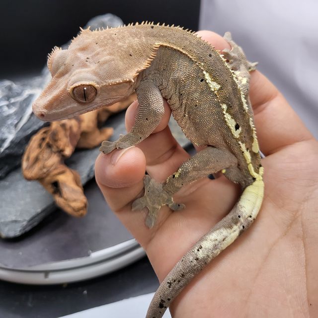 카푸치노