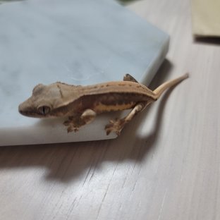 레드 릴리화이트