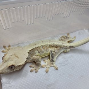 크림 릴리화이트