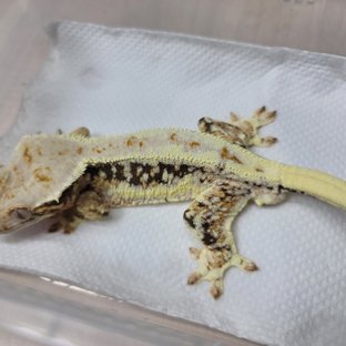 트라이 릴리화이트