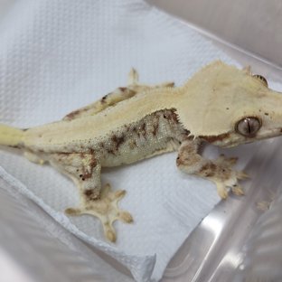 레드 솔리드백 릴리화이트