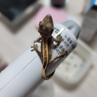 엠티백 다크 핀스트라이프