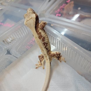 릴리100%헷아잔틱