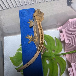 다크 엠티백 풀핀