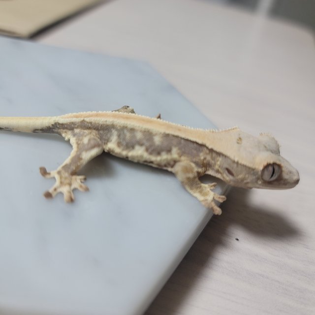 솔리드백 릴리화이트