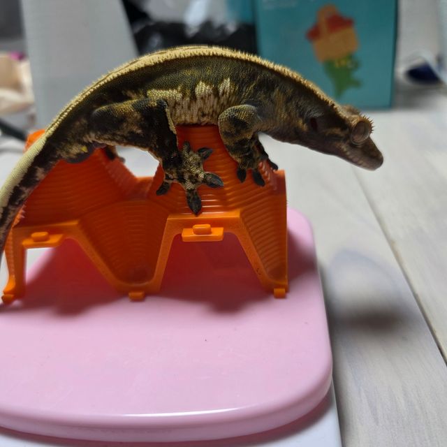 풀핀 쿼드