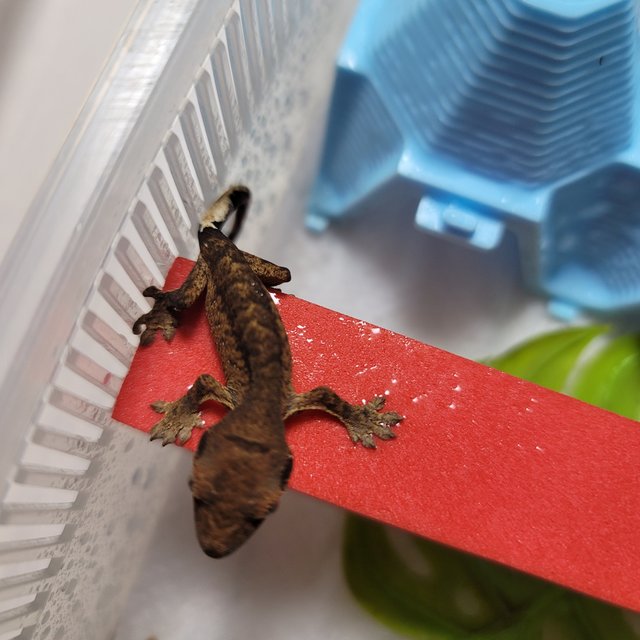 챠콜 100%헷아잔틱