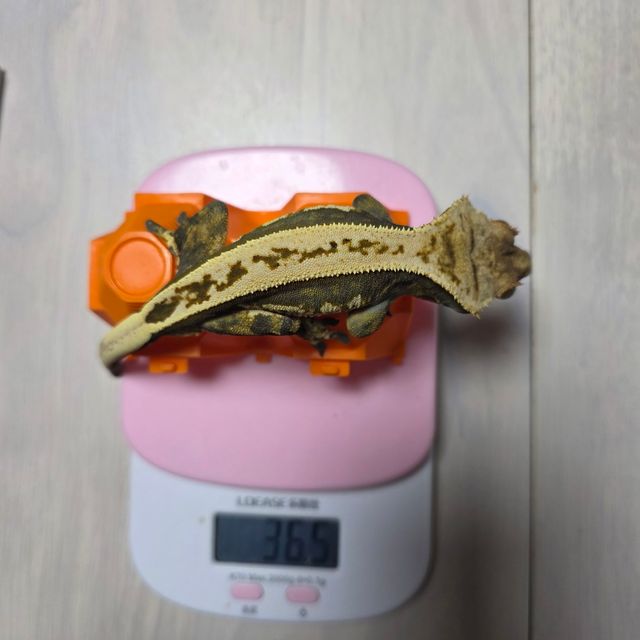풀핀 쿼드