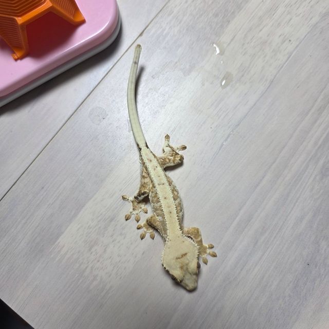 릴리화이트 크림