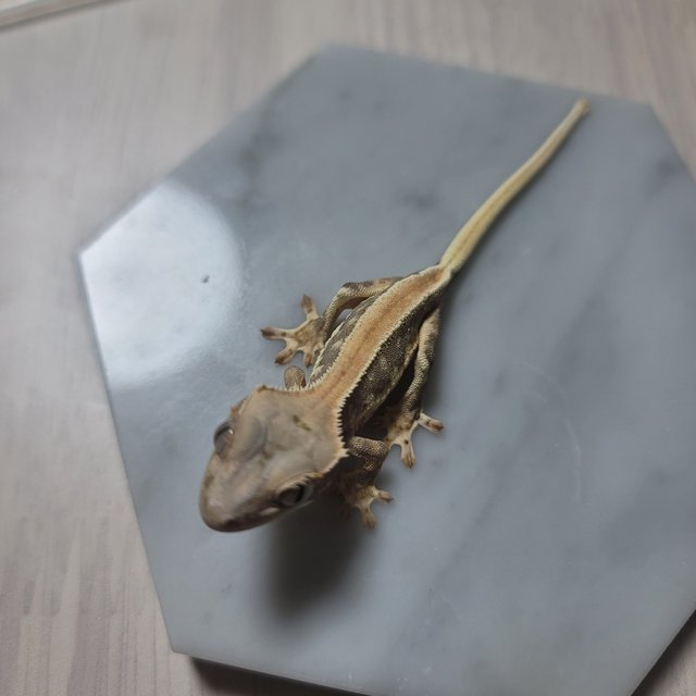 솔리드백 릴리화이트