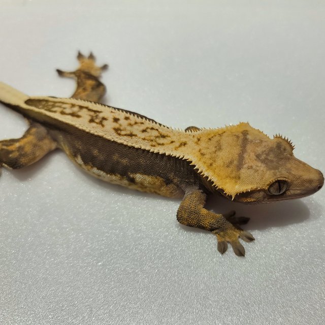 풀핀 엠티백 쿼드