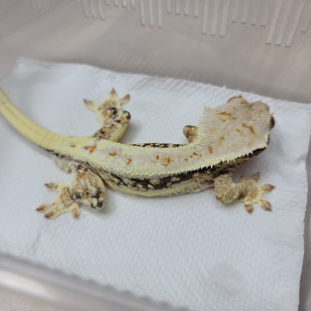 트라이 릴리화이트