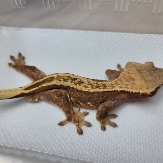 풀핀 엠티백 텐저린