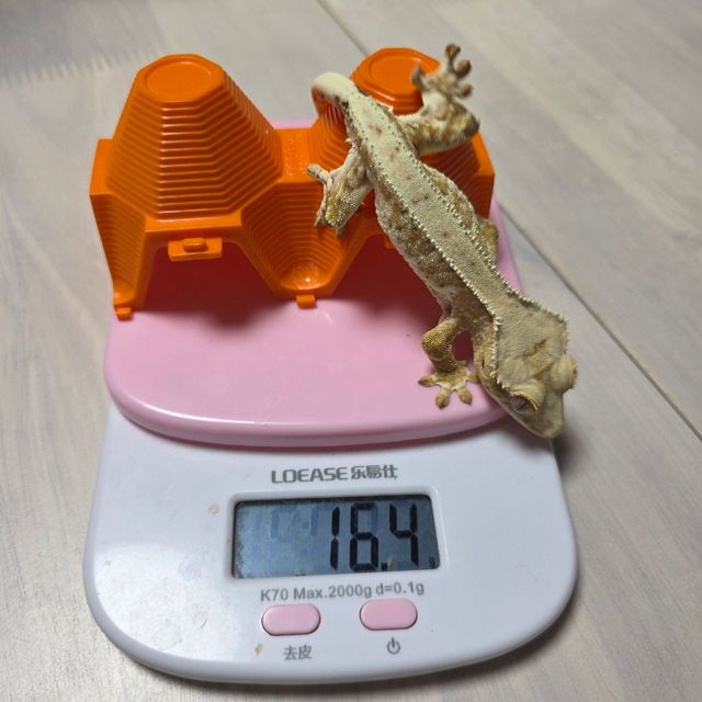 릴리화이트 크림