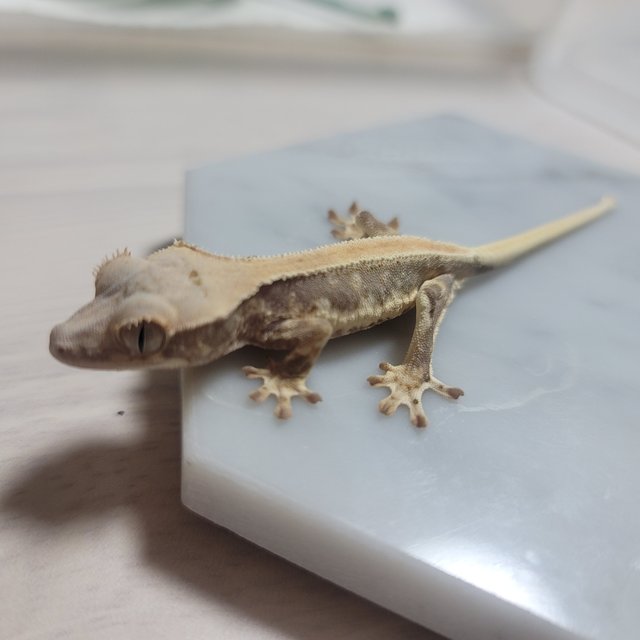 솔리드백 릴리화이트