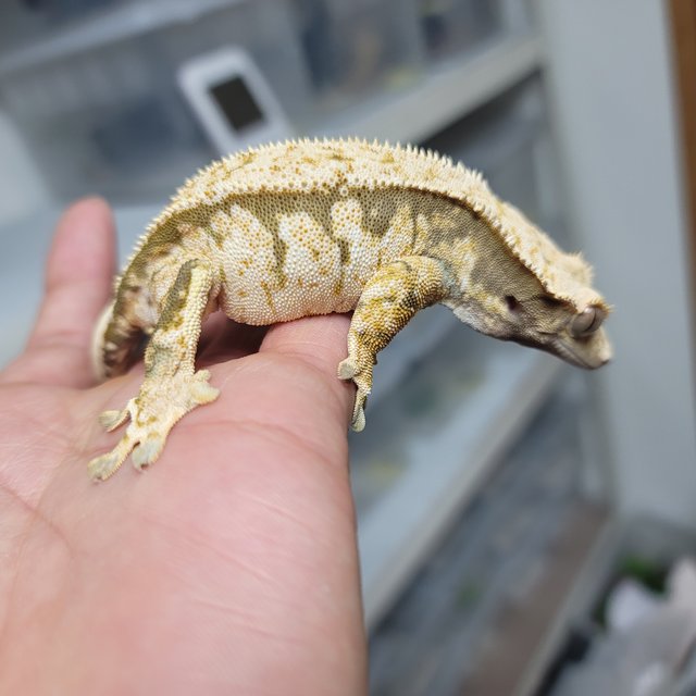 노멀 핀스트라이프