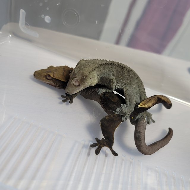 챠콜 100%헷아잔틱