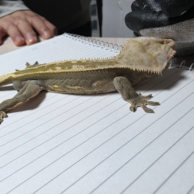 풀핀 핀스트라이프 엠티백