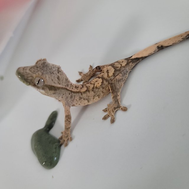 100%헷아잔틱 노멀