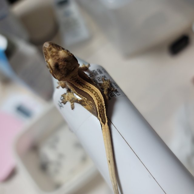 다크 엠티백 풀핀