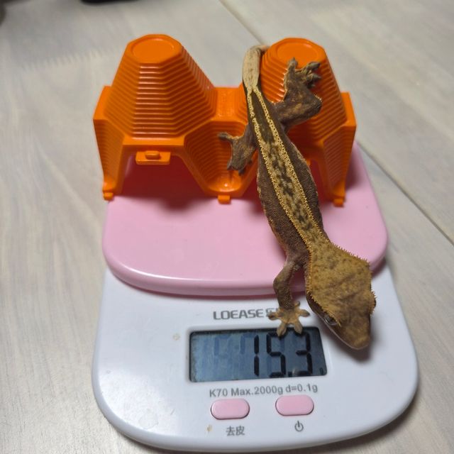 엠티백 텐저린