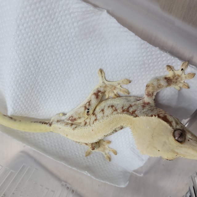 레드 솔리드백 릴리화이트