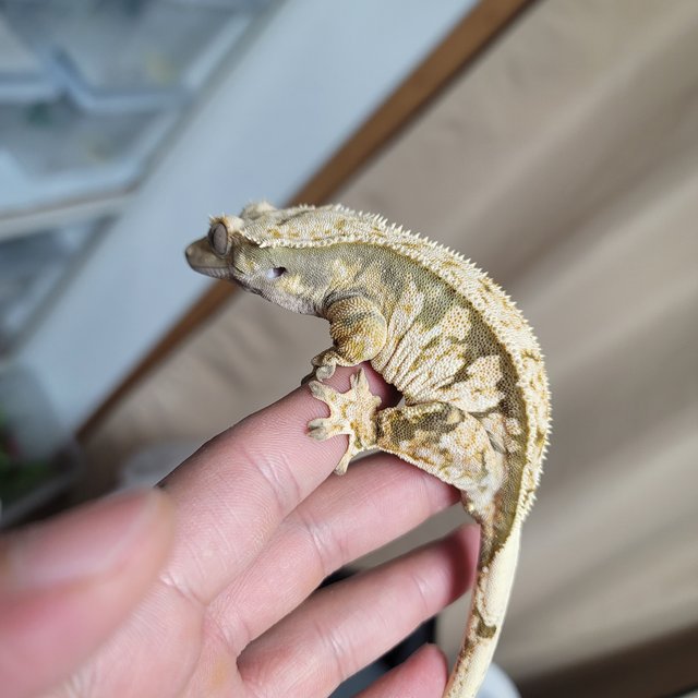 노멀 핀스트라이프