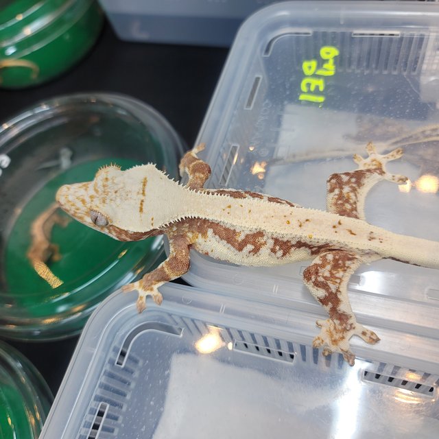 릴리100%헷아잔틱